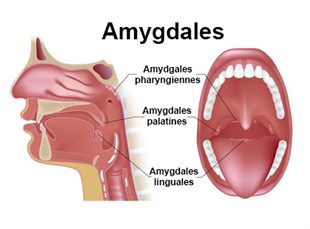Les amygdales